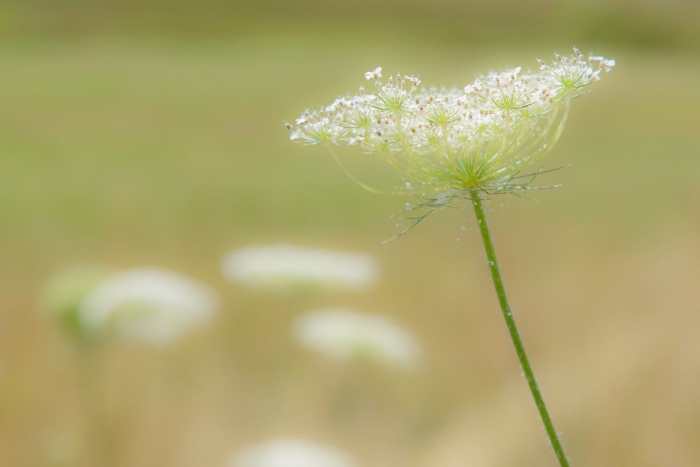 Wiese im August