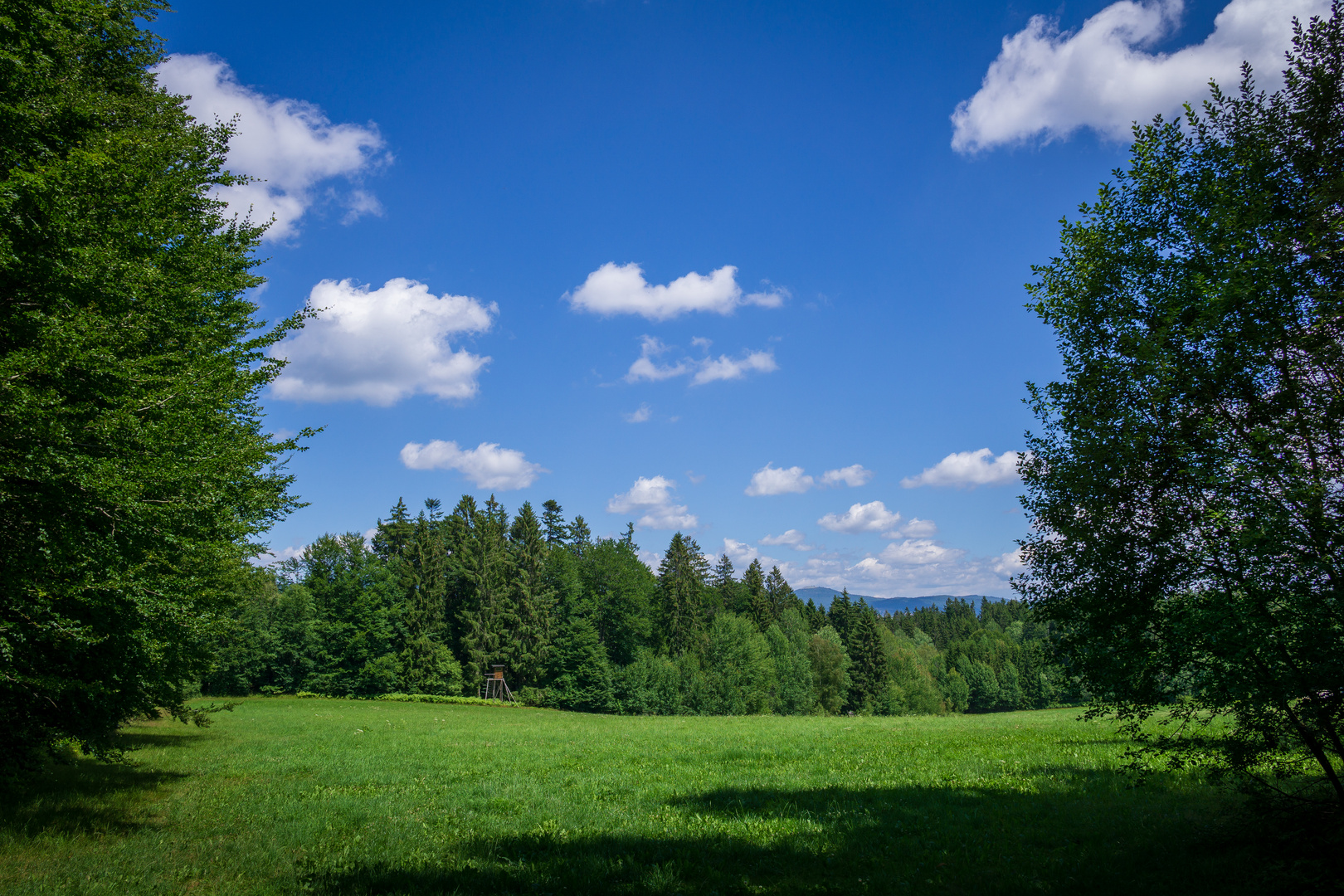 Wiese im Bayerischen Wald