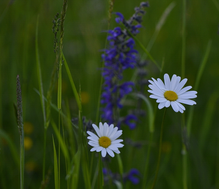 WIESE IM BOTANISCHEN GARTEN