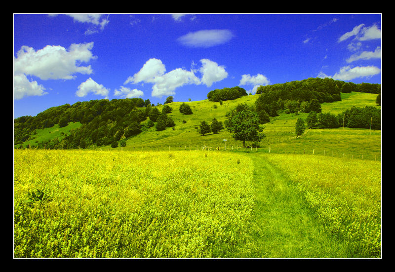 Wiese im Elsass (beim Bärenkopf)