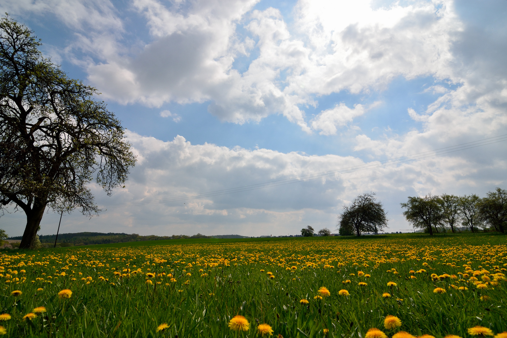 Wiese im Frühling