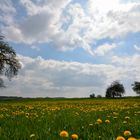 Wiese im Frühling