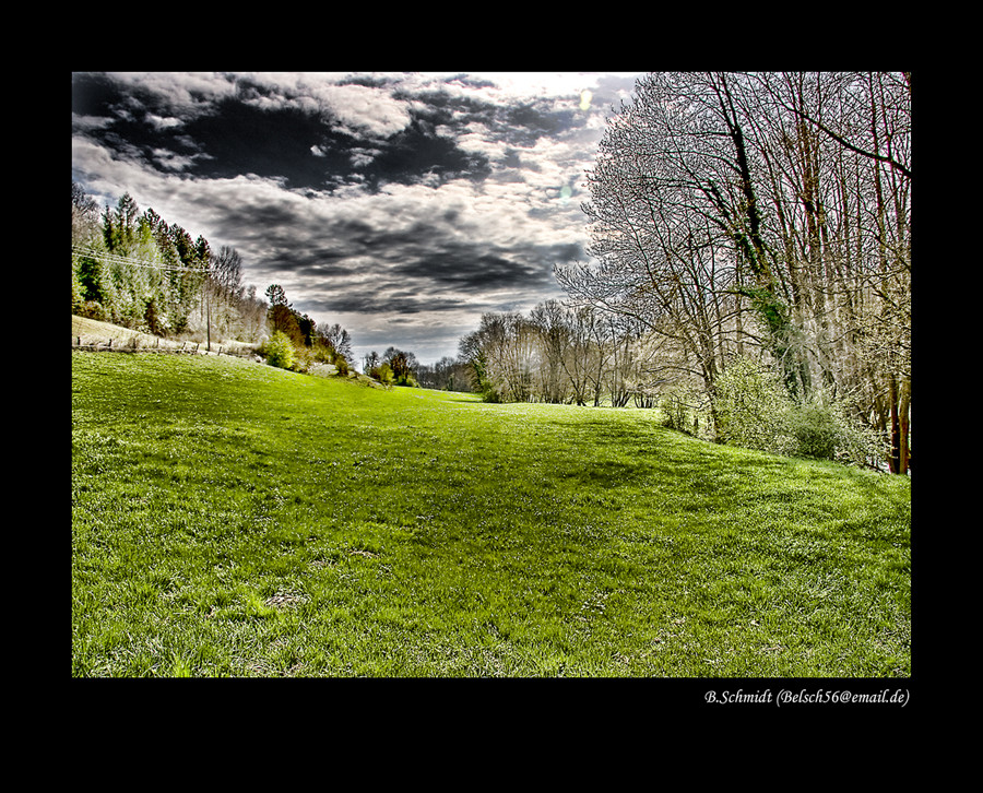 Wiese im Frühling