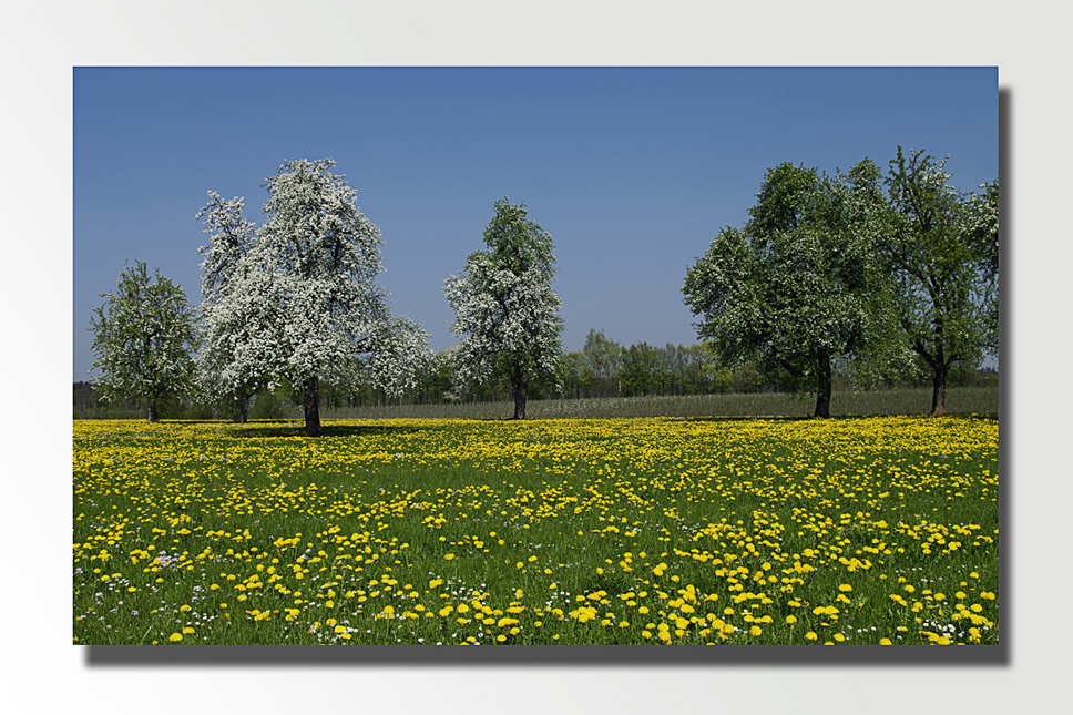 Wiese im Frühling