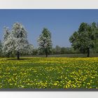 Wiese im Frühling