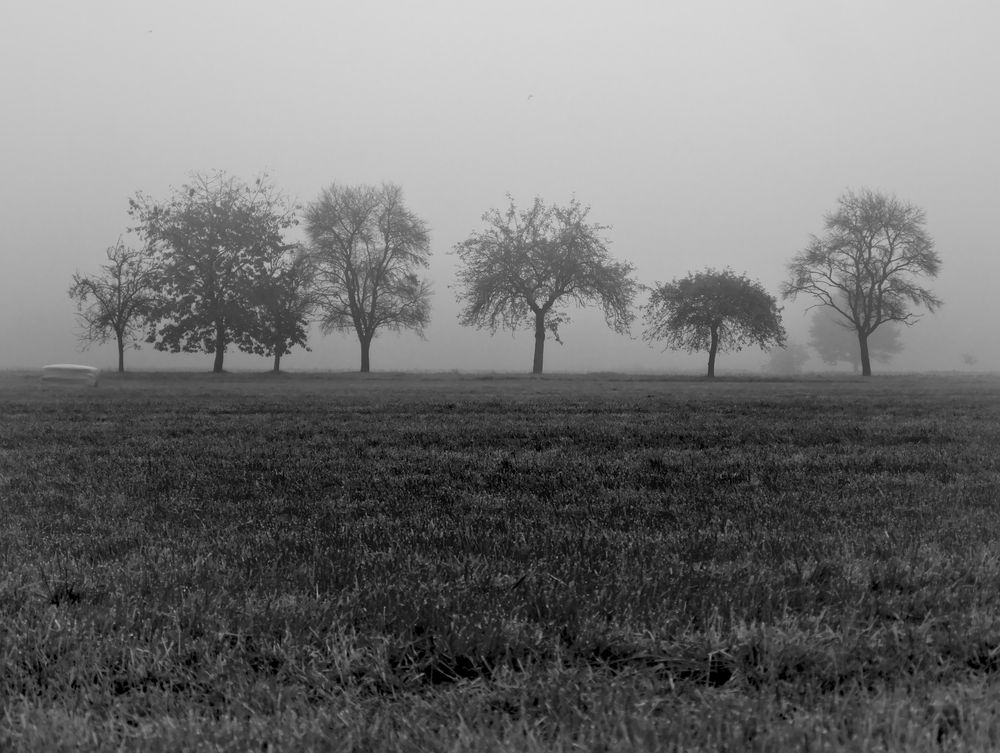 Wiese im Frühnebel