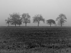 Wiese im Frühnebel