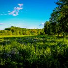 Wiese im Frühsommer