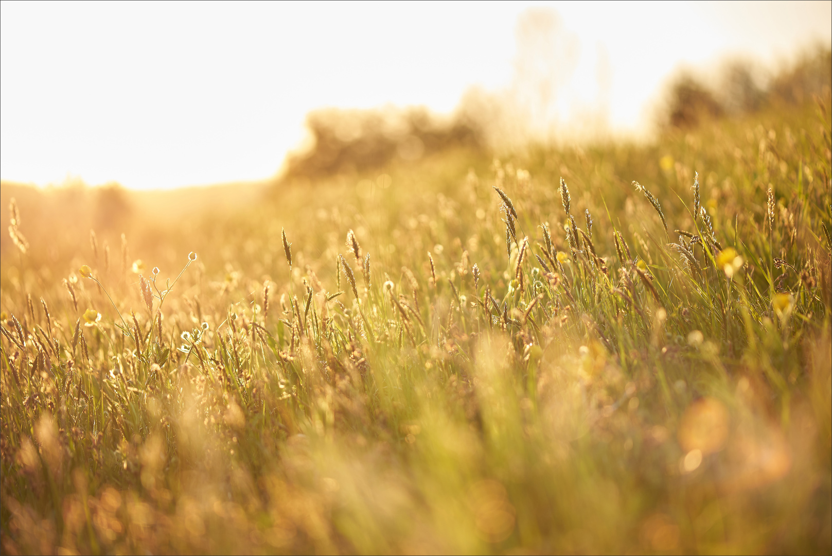 Wiese im Gegenlicht