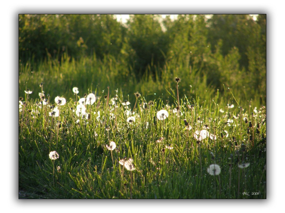 Wiese im Gegenlicht