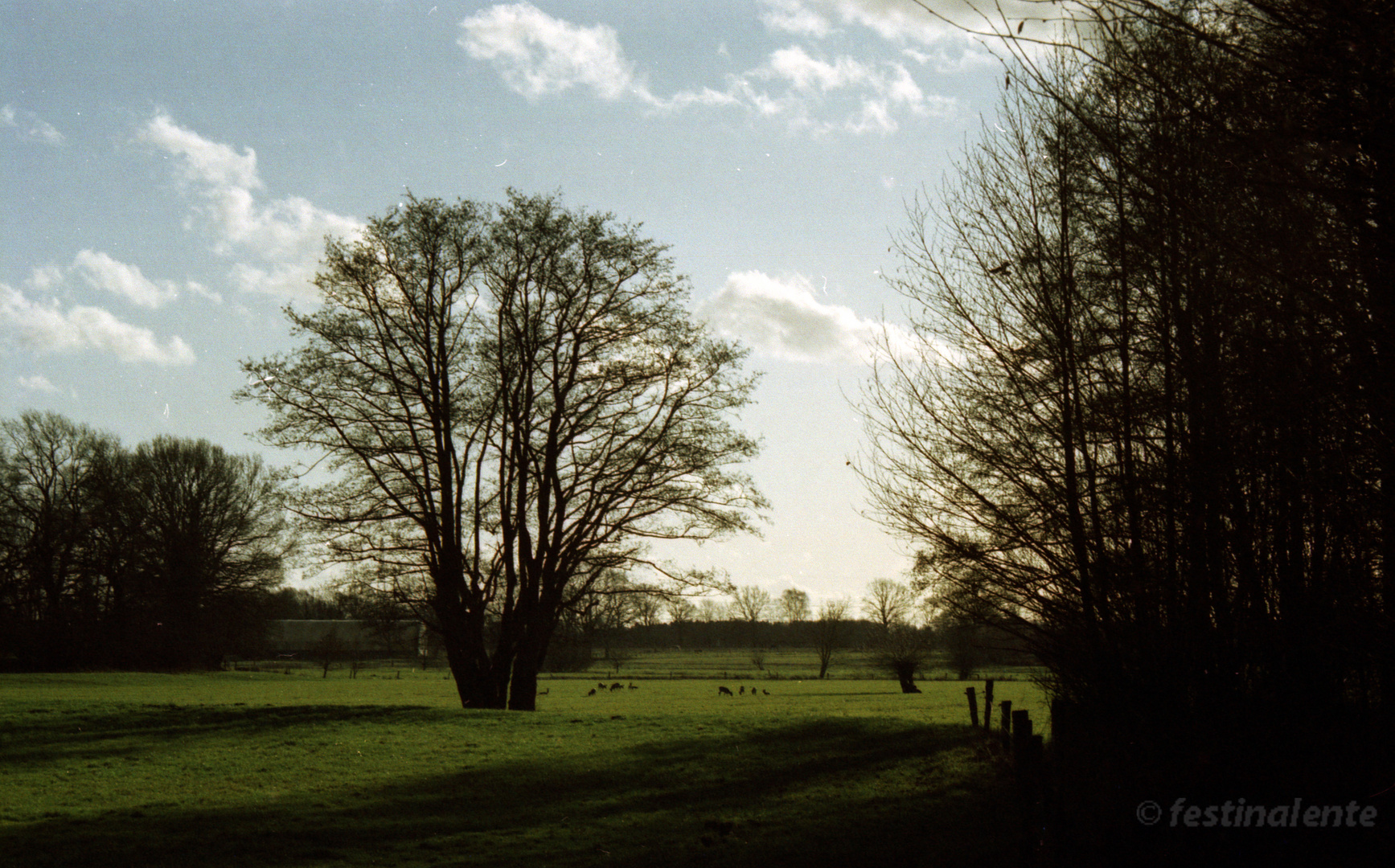 Wiese im Gegenlicht