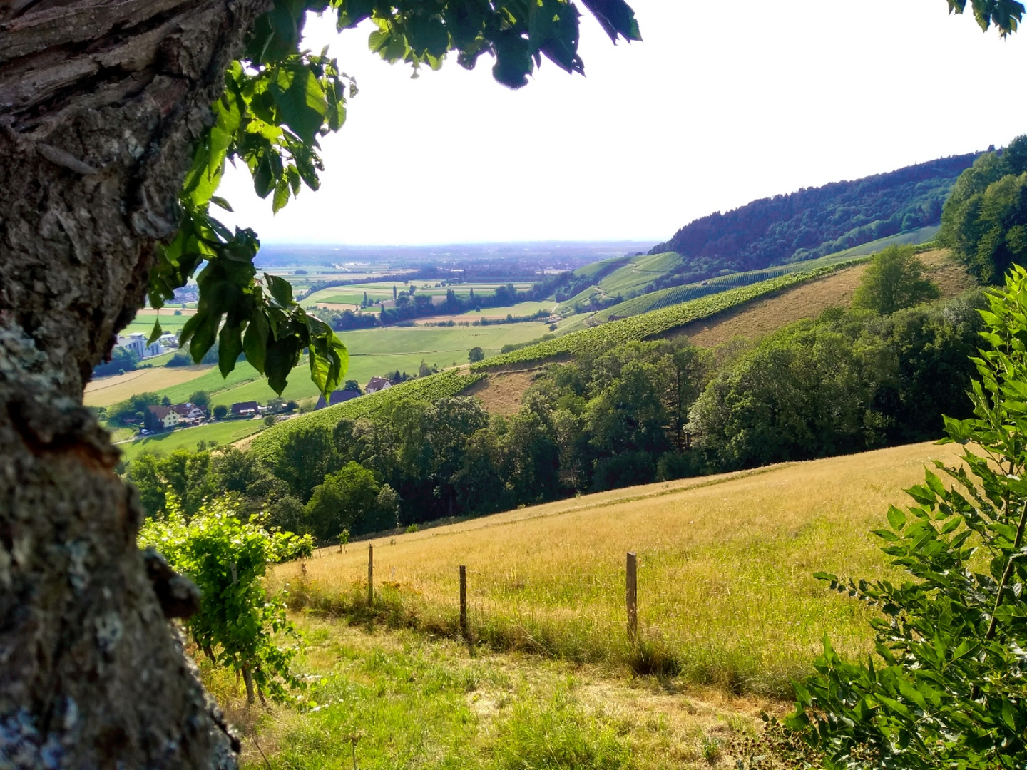 Wiese im Glottertal