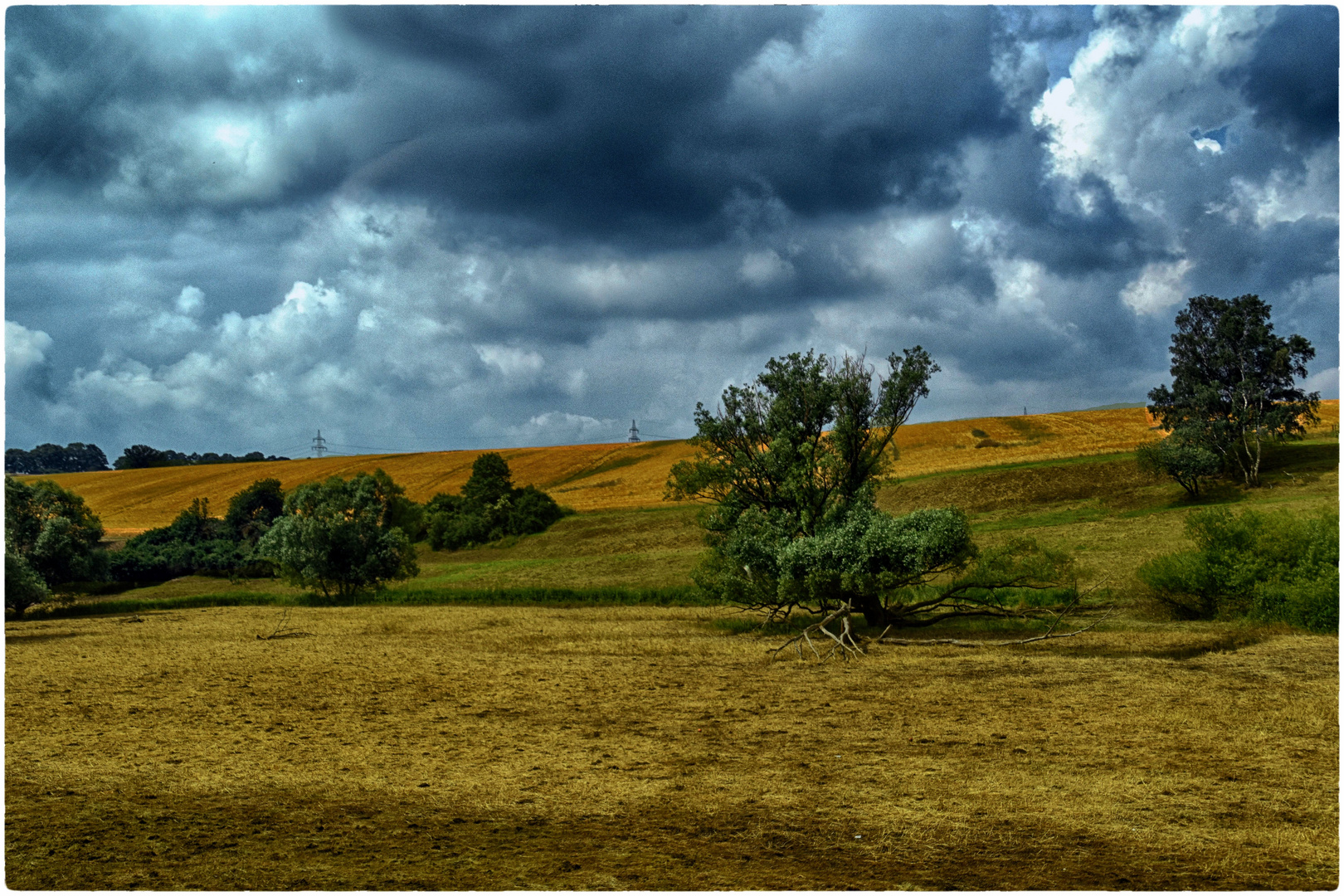 Wiese im Harz