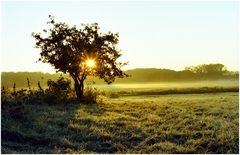 Wiese im Herbst