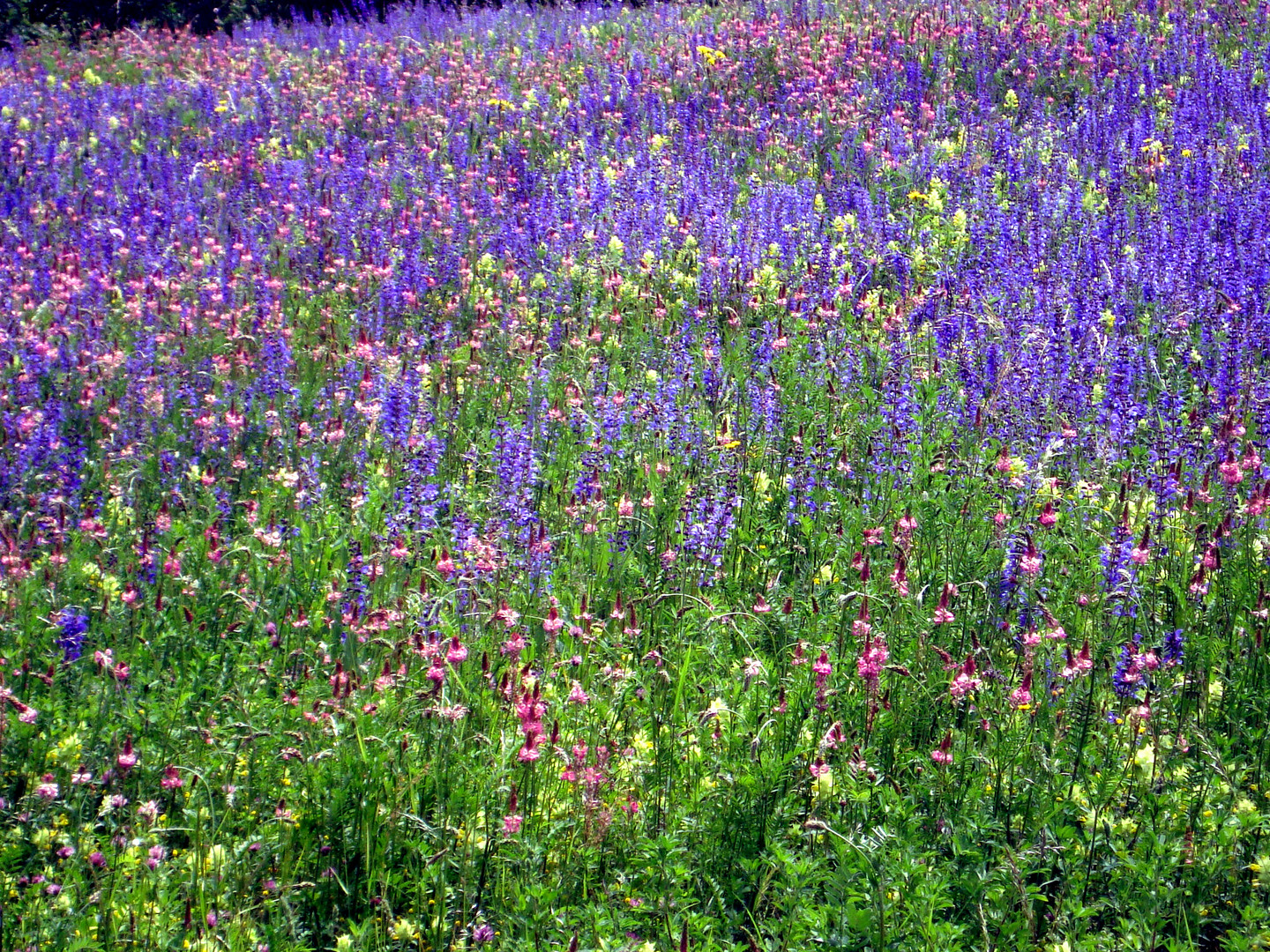 Wiese im Jagsttal