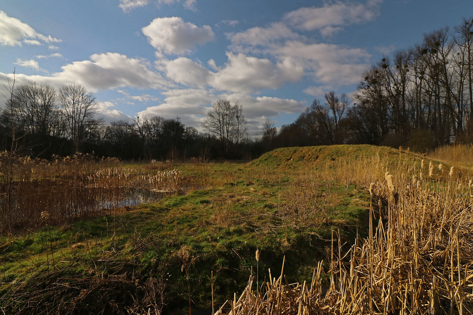 Wiese im Licht