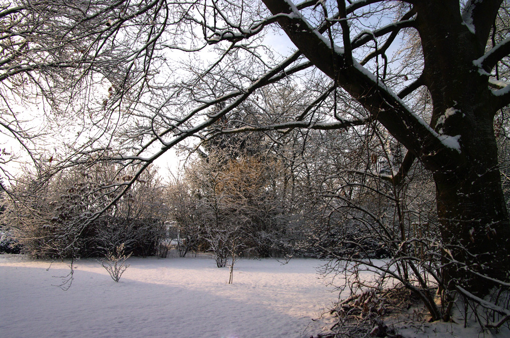 Wiese im März (3)