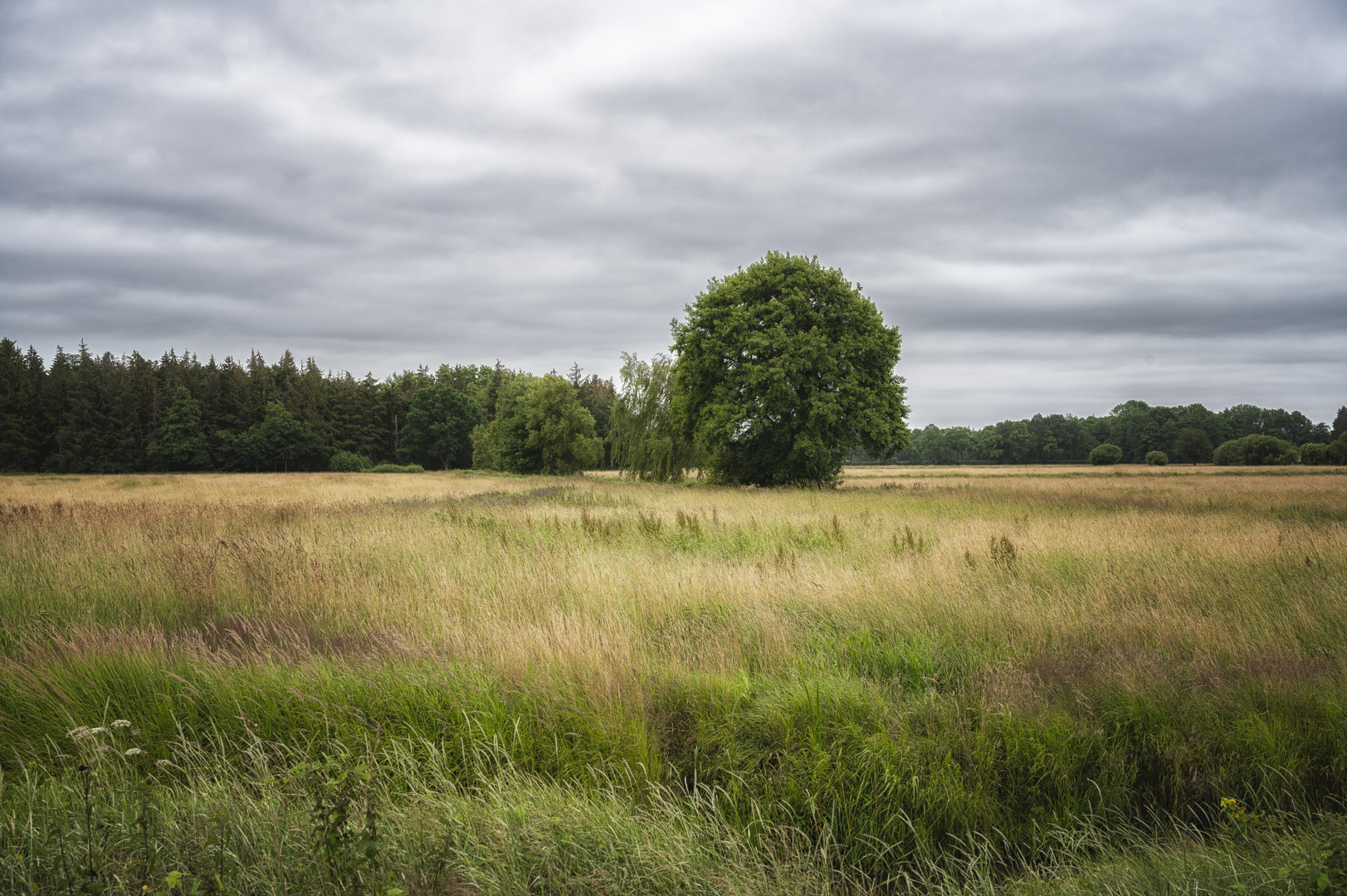 Wiese im Moorland