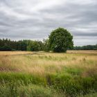 Wiese im Moorland