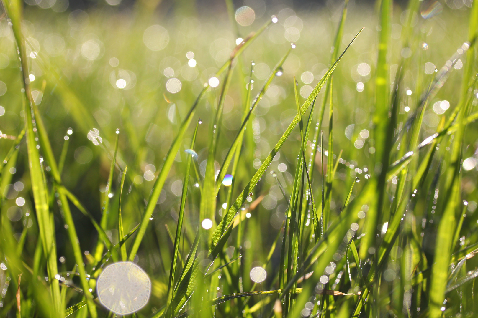 Wiese im morgendlichen Gegenlicht