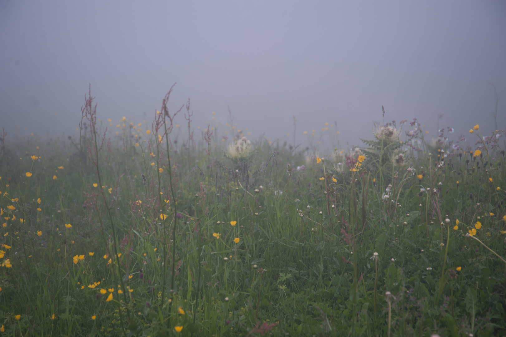 wiese im Morgennebel