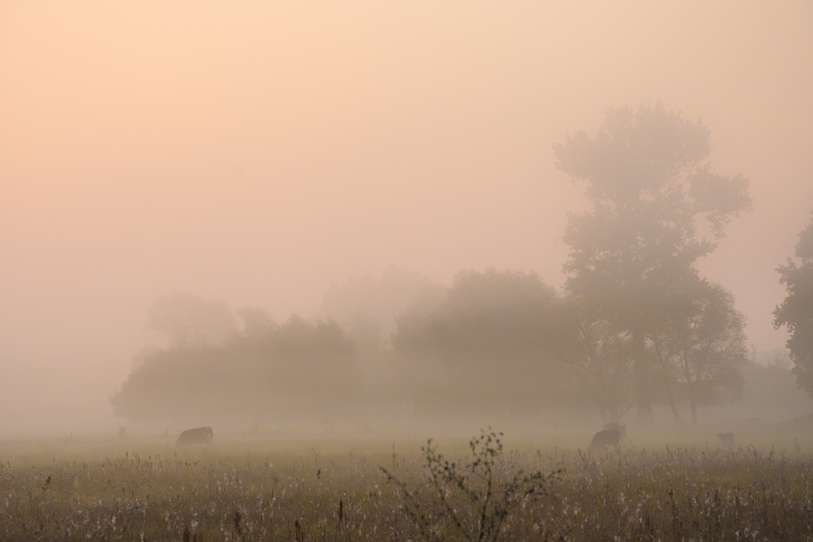 Wiese im Morgennebel