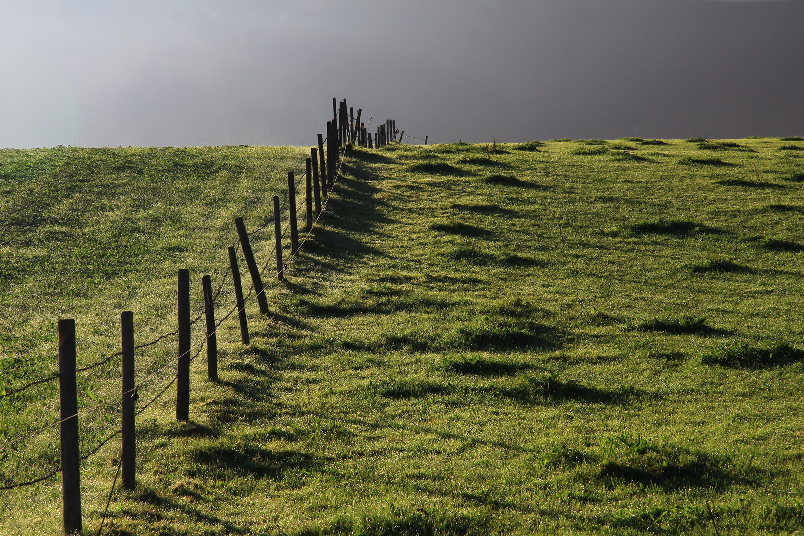 Wiese im Morgennebel