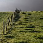 Wiese im Morgennebel