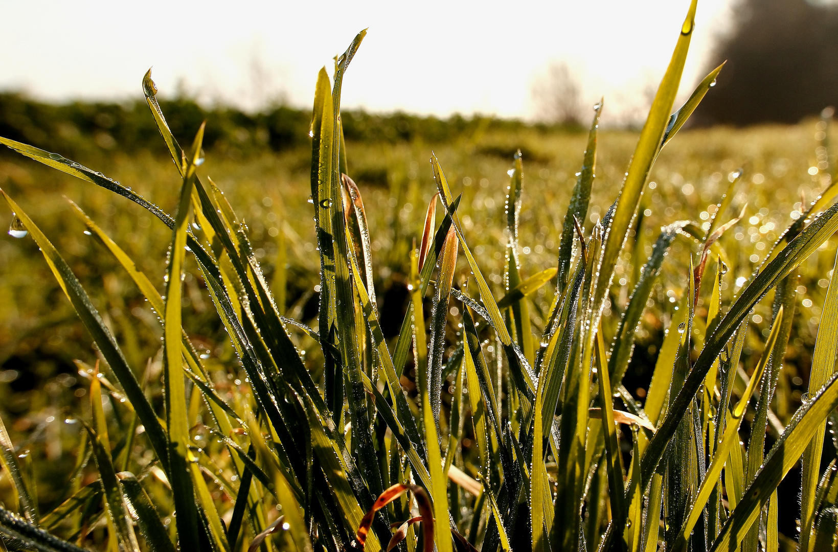 Wiese im Morgentau