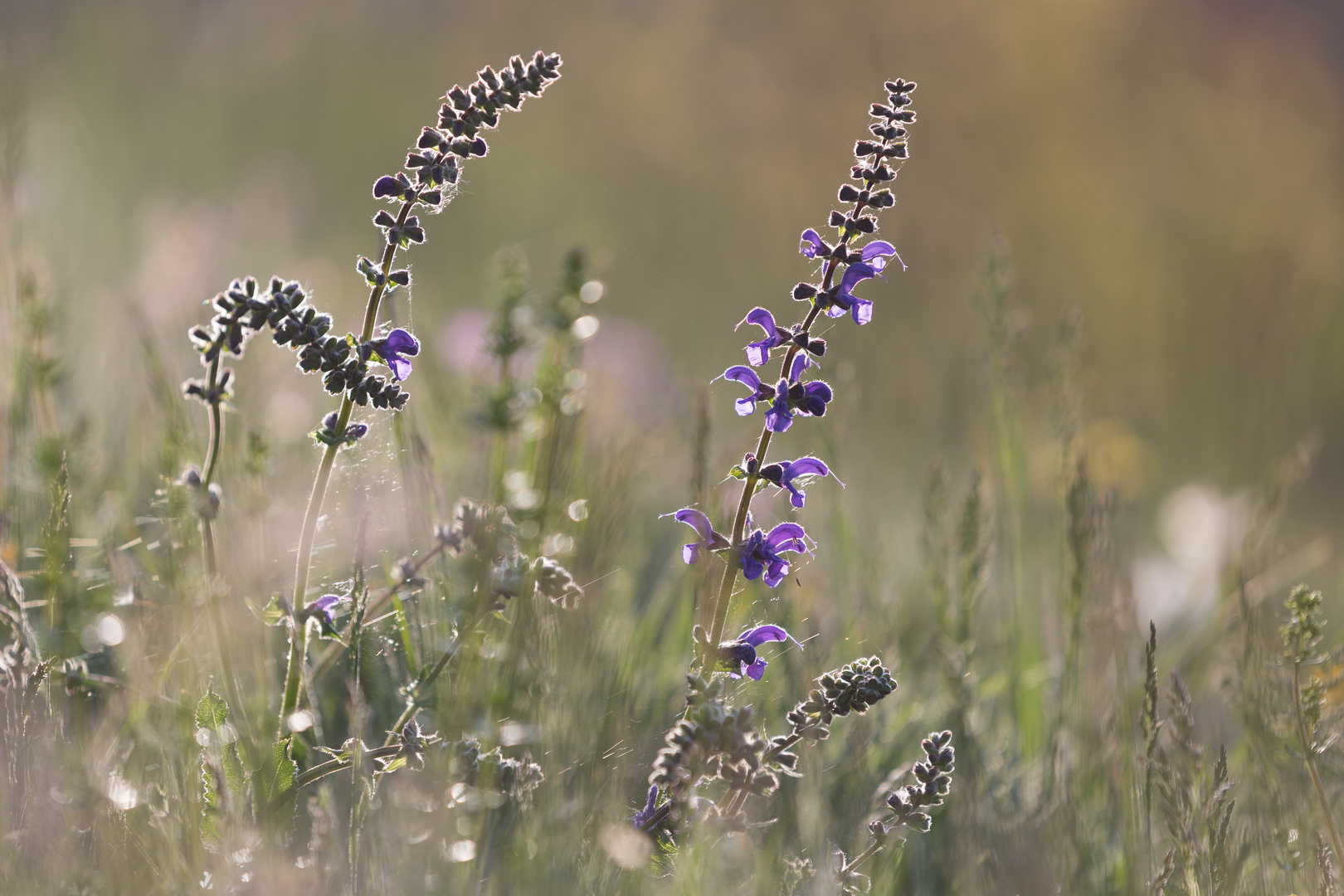 Wiese im morgentlichen Gegenlicht