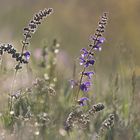 Wiese im morgentlichen Gegenlicht