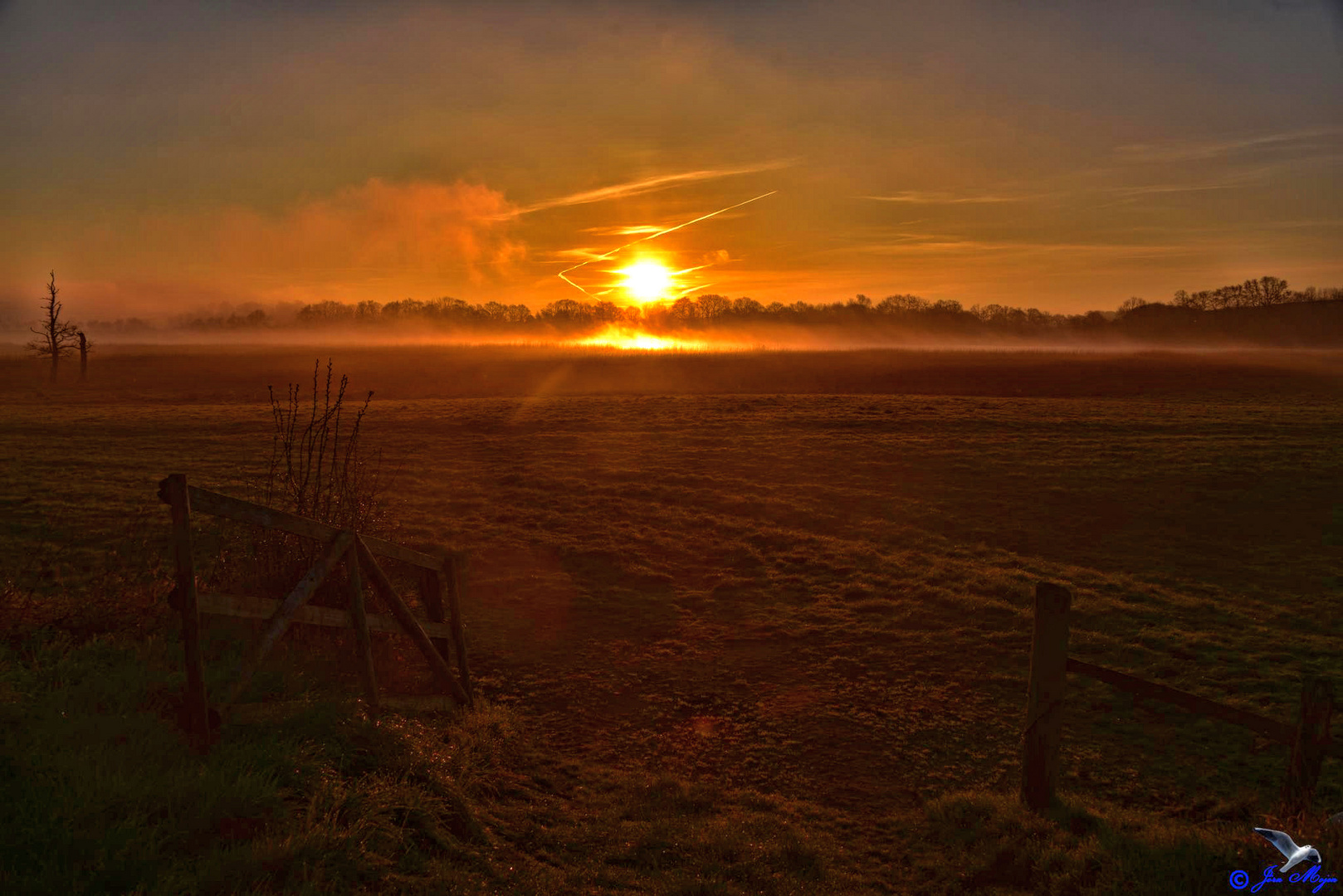 Wiese im Nebel an der Schlei