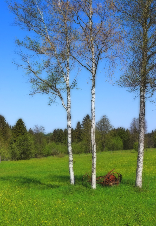 Wiese im Pfaffenwinkel