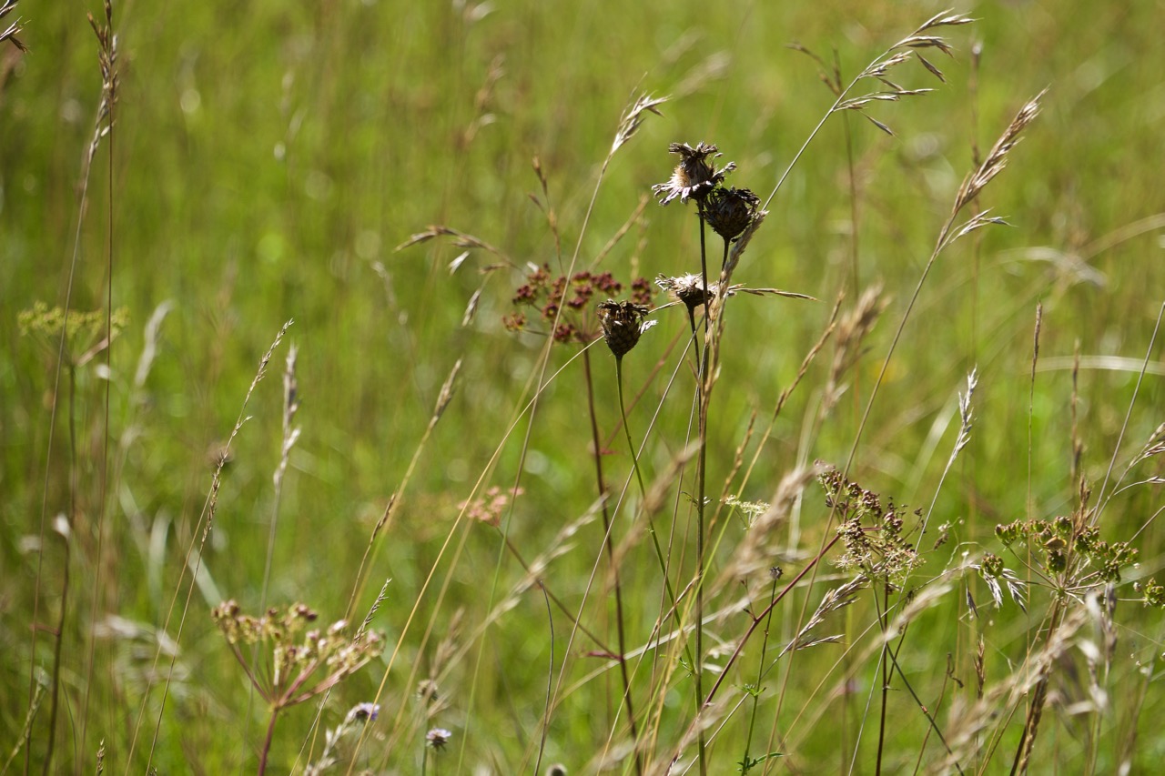 Wiese im Sommer 2