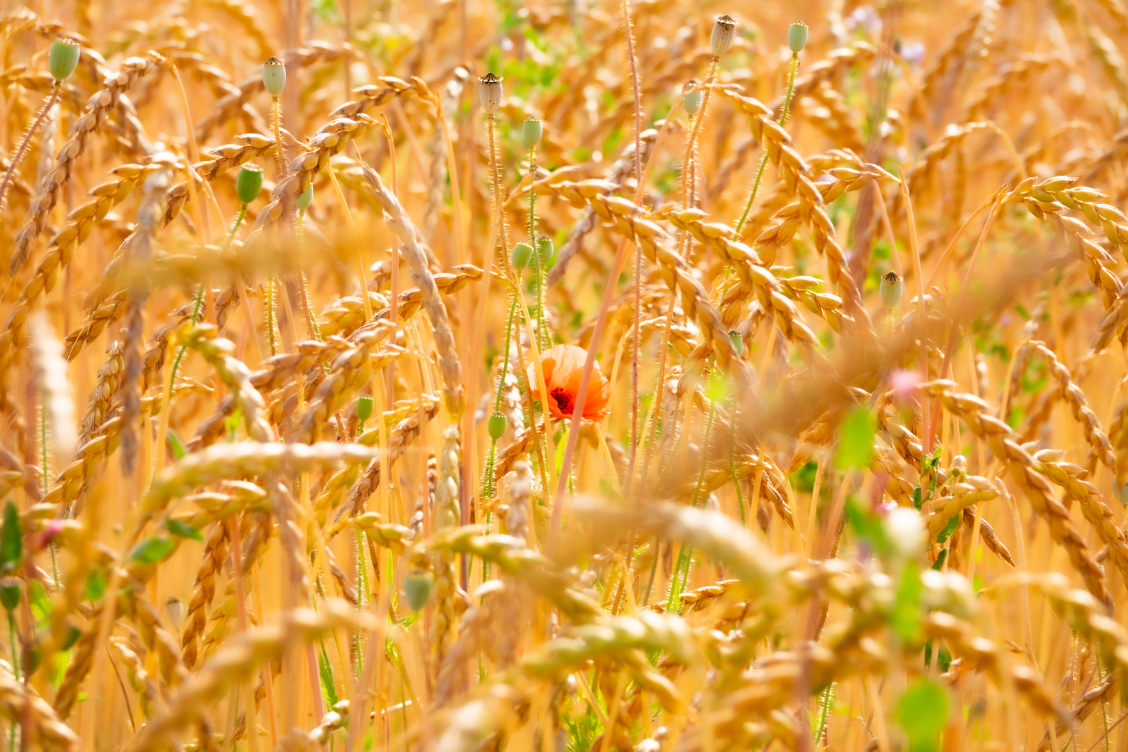 Wiese im Sommer 