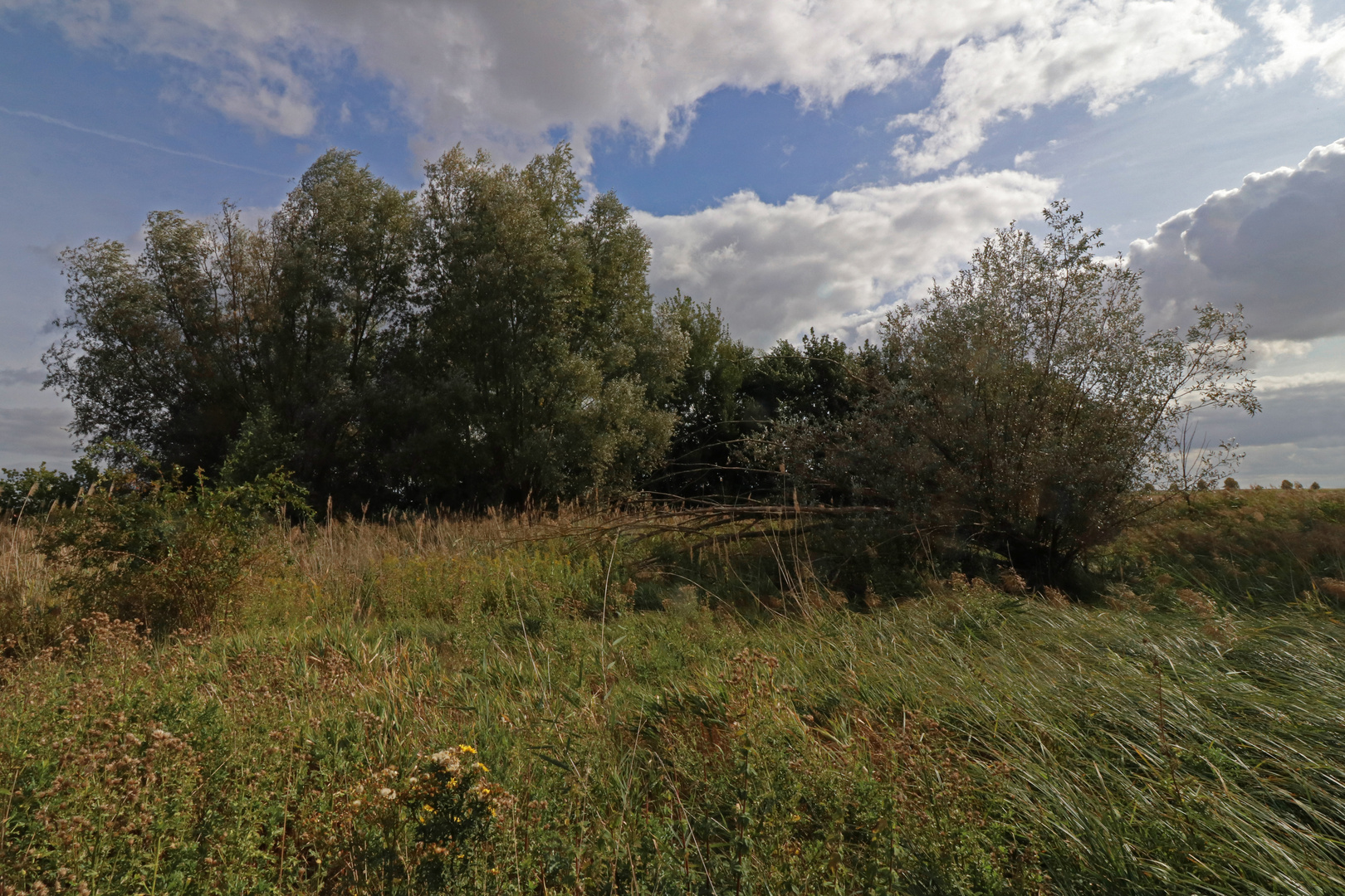 Wiese im Sonnenlicht