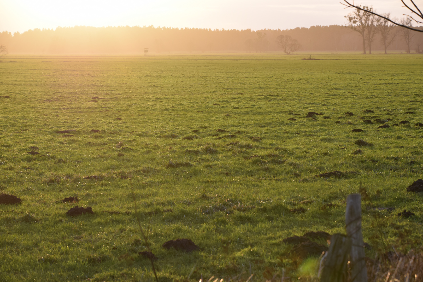 Wiese im Sonnenuntergang