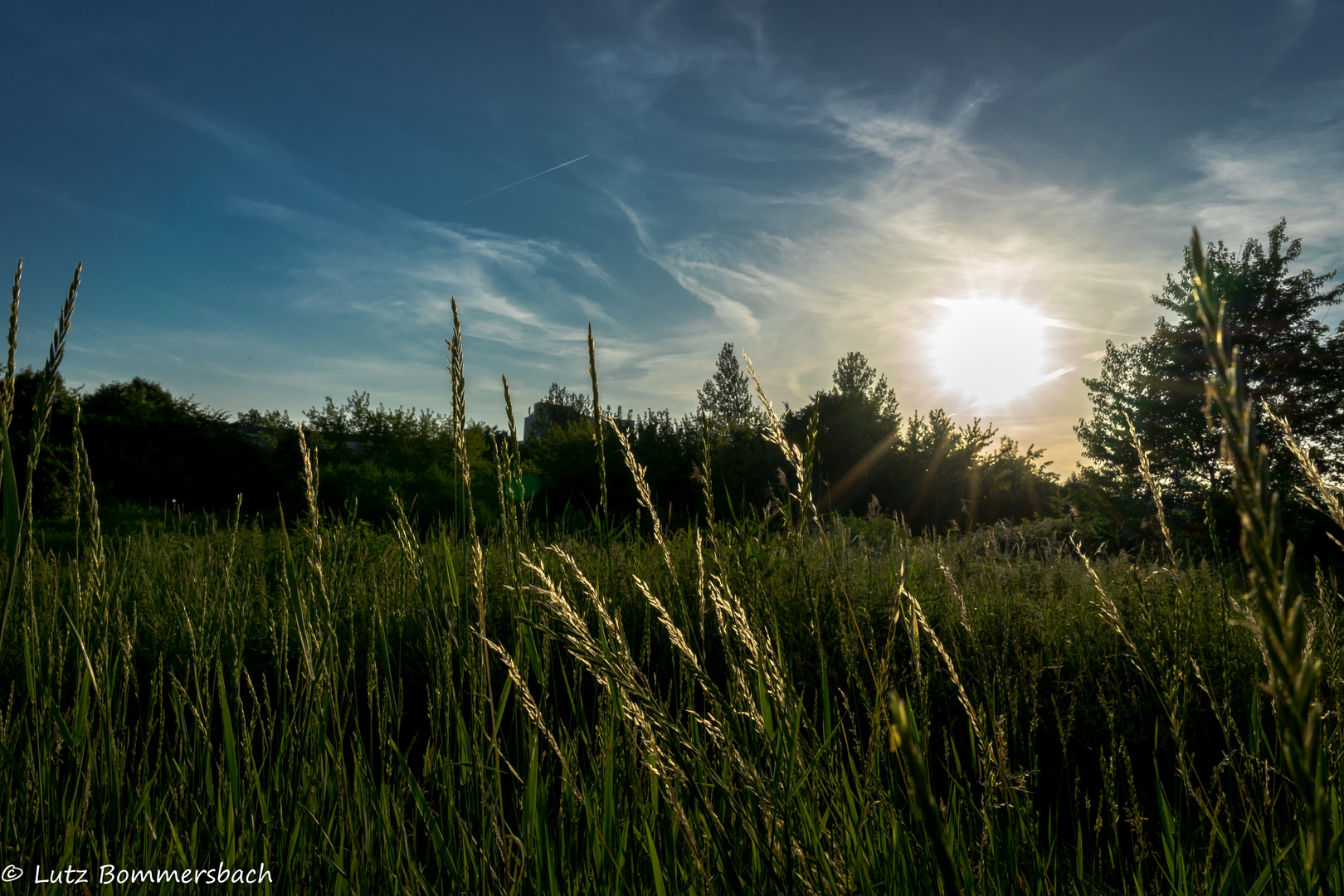 Wiese im Sonnenuntergang