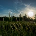 Wiese im Sonnenuntergang