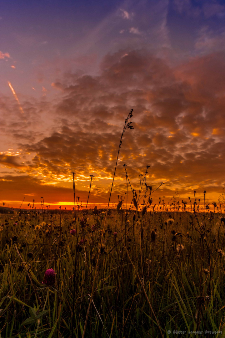 Wiese im Sonnenuntergang