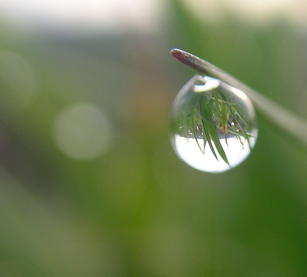 Wiese im Tropfen