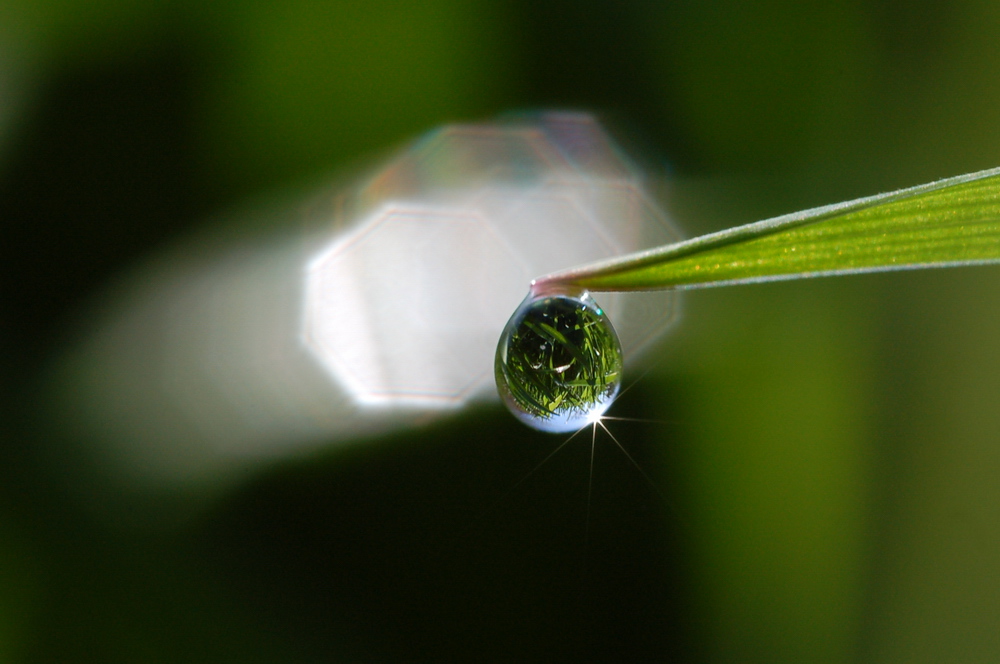 Wiese im Tropfen