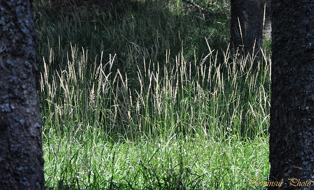 Wiese im Wald oder Wald in der Wiese ?