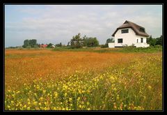 Wiese im Wind.....