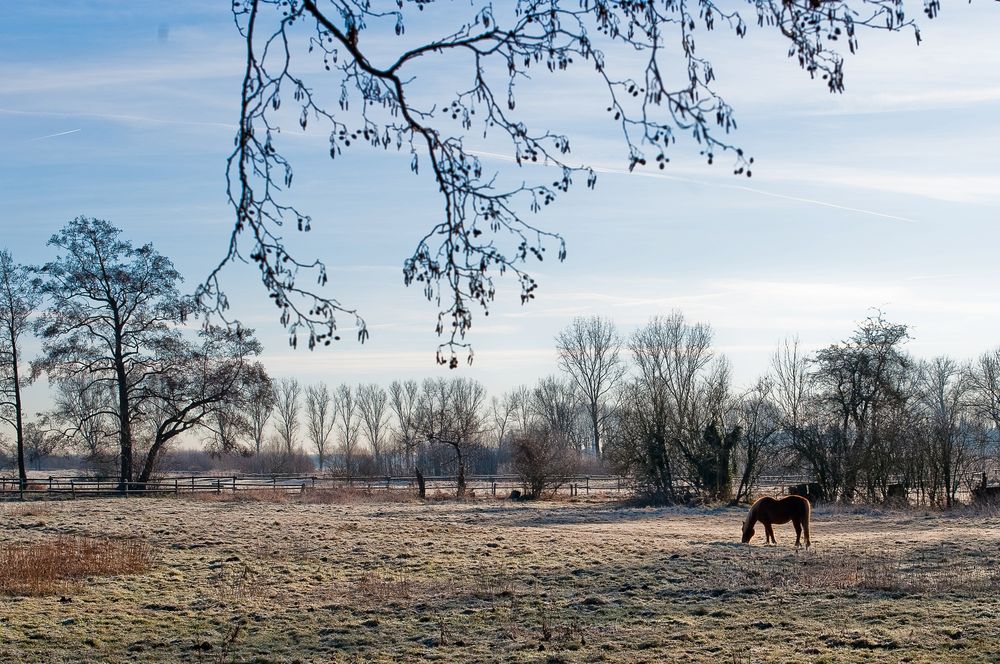 Wiese im Winter