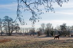 Wiese im Winter