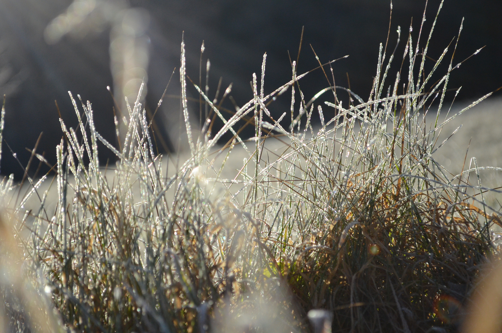 Wiese im Winter