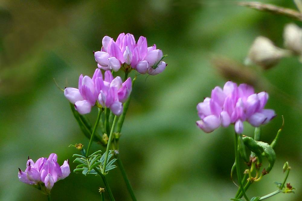 Wiese in Blüte