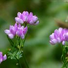 Wiese in Blüte