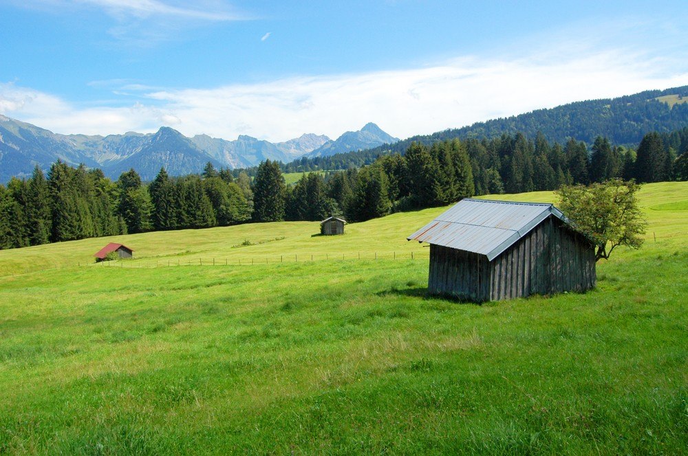 Wiese in den Alpen